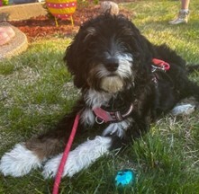 Dog laying in grass